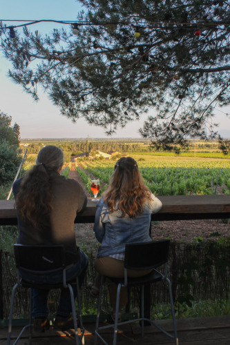 aperitif-devant-les-vignes-a-la-guinguette-lbdp